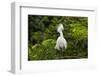 USA, Florida, St. Augustine, Snowy egret at the Alligator Farm.-Joanne Wells-Framed Photographic Print