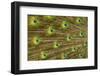 USA, Florida, St. Augustine, Tail feathers of male peacock during breeding season.-Joanne Wells-Framed Photographic Print