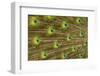 USA, Florida, St. Augustine, Tail feathers of male peacock during breeding season.-Joanne Wells-Framed Photographic Print