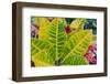 USA, Florida. Tropical foliage detail.-Anna Miller-Framed Photographic Print