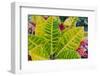 USA, Florida. Tropical foliage detail.-Anna Miller-Framed Photographic Print