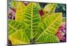 USA, Florida. Tropical foliage detail.-Anna Miller-Mounted Photographic Print