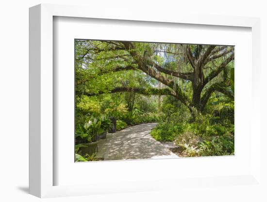 USA, Florida. Tropical garden with palm trees and living oak covered in Spanish moss.-Anna Miller-Framed Photographic Print