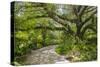 USA, Florida. Tropical garden with palm trees and living oak covered in Spanish moss.-Anna Miller-Stretched Canvas