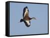 USA, Florida, Venice, Audubon Refuge, Black-Bellied Whistling-Duck-Bernard Friel-Framed Stretched Canvas