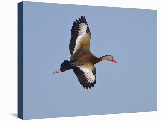 USA, Florida, Venice, Audubon Refuge, Black-Bellied Whistling-Duck-Bernard Friel-Stretched Canvas