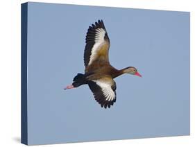 USA, Florida, Venice, Audubon Refuge, Black-Bellied Whistling-Duck-Bernard Friel-Stretched Canvas