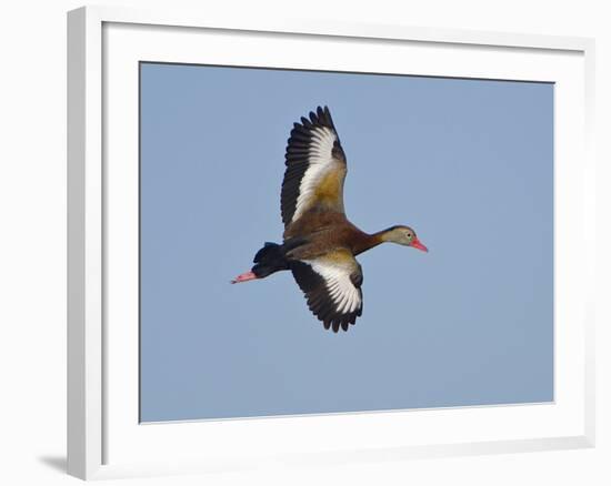 USA, Florida, Venice, Audubon Refuge, Black-Bellied Whistling-Duck-Bernard Friel-Framed Photographic Print