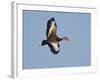 USA, Florida, Venice, Audubon Refuge, Black-Bellied Whistling-Duck-Bernard Friel-Framed Photographic Print