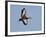 USA, Florida, Venice, Audubon Refuge, Black-Bellied Whistling-Duck-Bernard Friel-Framed Photographic Print