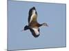 USA, Florida, Venice, Audubon Refuge, Black-Bellied Whistling-Duck-Bernard Friel-Mounted Photographic Print