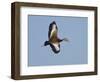 USA, Florida, Venice, Audubon Refuge, Black-Bellied Whistling-Duck-Bernard Friel-Framed Photographic Print