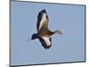 USA, Florida, Venice, Audubon Refuge, Black-Bellied Whistling-Duck-Bernard Friel-Mounted Photographic Print