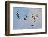 USA, Florida, Venice, Audubon Refuge, Black-Bellied Whistling-Duck-Bernard Friel-Framed Photographic Print