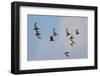 USA, Florida, Venice, Audubon Refuge, Black-Bellied Whistling-Duck-Bernard Friel-Framed Photographic Print