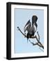 USA, Florida, Venice. Audubon Rookery, Anhinga male Displaying in tree-Bernard Friel-Framed Photographic Print