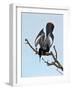 USA, Florida, Venice. Audubon Rookery, Anhinga male Displaying in tree-Bernard Friel-Framed Photographic Print