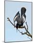 USA, Florida, Venice. Audubon Rookery, Anhinga male Displaying in tree-Bernard Friel-Mounted Photographic Print