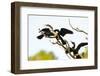 USA, Florida, Venice. Audubon Rookery, Anhinga males fighting over female-Bernard Friel-Framed Photographic Print