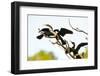 USA, Florida, Venice. Audubon Rookery, Anhinga males fighting over female-Bernard Friel-Framed Photographic Print