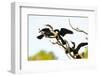 USA, Florida, Venice. Audubon Rookery, Anhinga males fighting over female-Bernard Friel-Framed Photographic Print