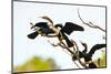 USA, Florida, Venice. Audubon Rookery, Anhinga males fighting over female-Bernard Friel-Mounted Photographic Print