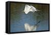 USA, Florida, Venice Audubon Rookery, Great Egret, Flying and reflected-Bernard Friel-Framed Stretched Canvas