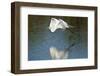 USA, Florida, Venice Audubon Rookery, Great Egret, Flying and reflected-Bernard Friel-Framed Photographic Print