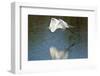 USA, Florida, Venice Audubon Rookery, Great Egret, Flying and reflected-Bernard Friel-Framed Photographic Print