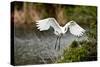 USA, Florida, Venice. Audubon Rookery, Great Egret flying with nest material, landing at nest.-Bernard Friel-Stretched Canvas