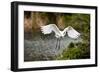 USA, Florida, Venice. Audubon Rookery, Great Egret flying with nest material, landing at nest.-Bernard Friel-Framed Photographic Print