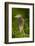 USA, Florida, Venice Rookery, Black-Crowned Night Heron Perched-Bernard Friel-Framed Photographic Print