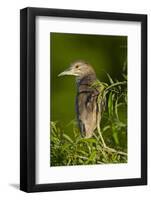 USA, Florida, Venice Rookery, Black-Crowned Night Heron Perched-Bernard Friel-Framed Photographic Print