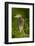 USA, Florida, Venice Rookery, Black-Crowned Night Heron Perched-Bernard Friel-Framed Photographic Print