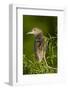 USA, Florida, Venice Rookery, Black-Crowned Night Heron Perched-Bernard Friel-Framed Photographic Print