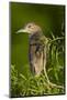 USA, Florida, Venice Rookery, Black-Crowned Night Heron Perched-Bernard Friel-Mounted Photographic Print