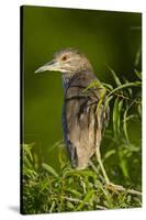 USA, Florida, Venice Rookery, Black-Crowned Night Heron Perched-Bernard Friel-Stretched Canvas