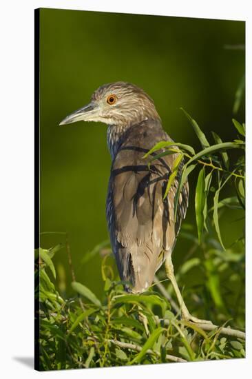 USA, Florida, Venice Rookery, Black-Crowned Night Heron Perched-Bernard Friel-Stretched Canvas