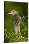 USA, Florida, Venice Rookery, Black-Crowned Night Heron Perched-Bernard Friel-Stretched Canvas