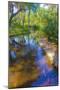 USA, Florida. Washington Oaks Gardens State Park pond.-Anna Miller-Mounted Photographic Print