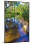 USA, Florida. Washington Oaks Gardens State Park pond.-Anna Miller-Mounted Photographic Print