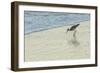 USA, Florida. Willet standing on a beach.-Margaret Gaines-Framed Photographic Print