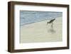 USA, Florida. Willet standing on a beach.-Margaret Gaines-Framed Photographic Print