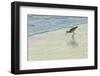 USA, Florida. Willet standing on a beach.-Margaret Gaines-Framed Photographic Print