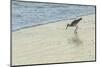 USA, Florida. Willet standing on a beach.-Margaret Gaines-Mounted Photographic Print