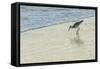 USA, Florida. Willet standing on a beach.-Margaret Gaines-Framed Stretched Canvas