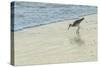 USA, Florida. Willet standing on a beach.-Margaret Gaines-Stretched Canvas