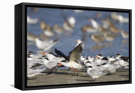 USA, Fort De Soto Park, Pinellas County, St. Petersburg, Florida. A black skimmer preparing to fly.-Deborah Winchester-Framed Stretched Canvas