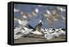 USA, Fort De Soto Park, Pinellas County, St. Petersburg, Florida. A black skimmer preparing to fly.-Deborah Winchester-Framed Stretched Canvas