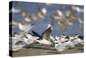 USA, Fort De Soto Park, Pinellas County, St. Petersburg, Florida. A black skimmer preparing to fly.-Deborah Winchester-Stretched Canvas